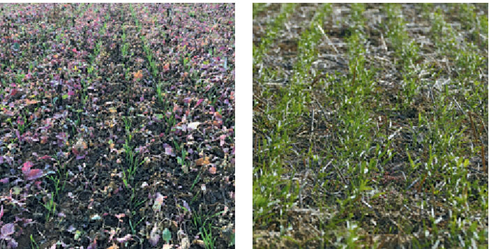 МОДУЛЬНА КОНСТРУКЦІЯ ДЛЯ ОБОРОТУ РІЗНИХ ГРУП КУЛЬТУР 