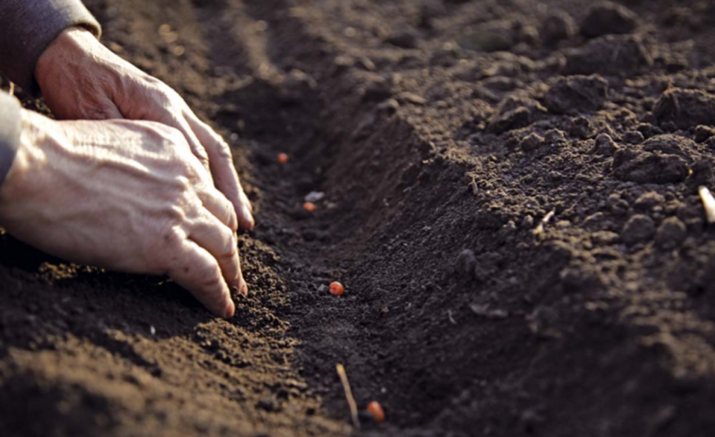 Відмінне розподілення насіння для більшої точності в рядках