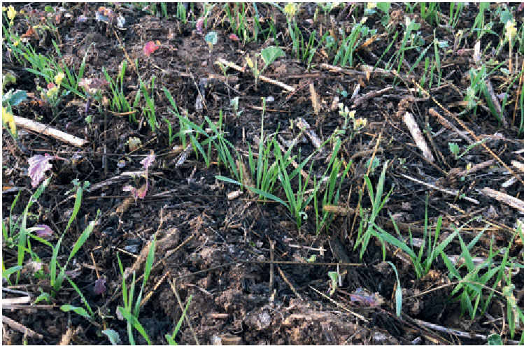 ДВА ВАРІАНТИ МІЖРЯДДЯ